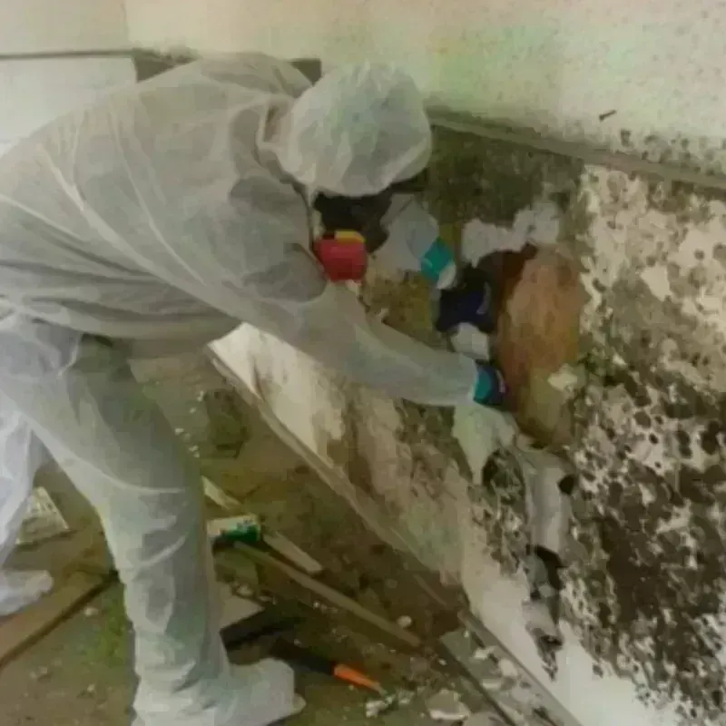 Mold Remediation and Removal in Tryon, NE